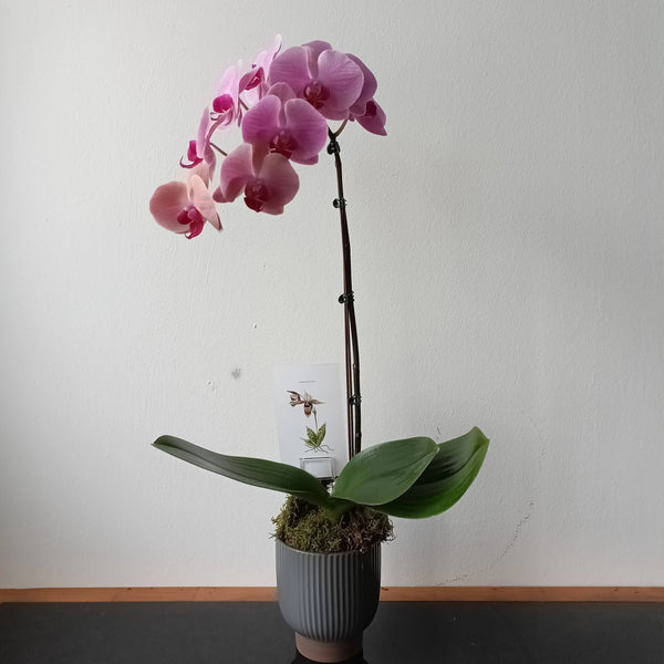 Y'ORCHID