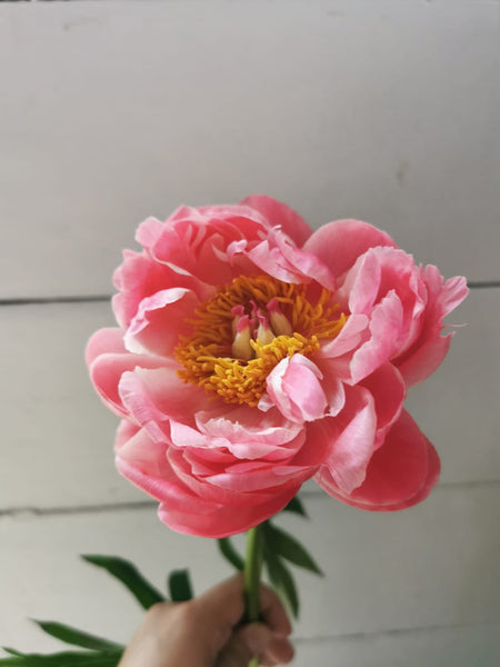 PEONY EN MASSE